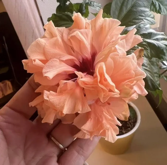 Гибискусы махровые лососевые черенки - Хобби и отдых в Томилино