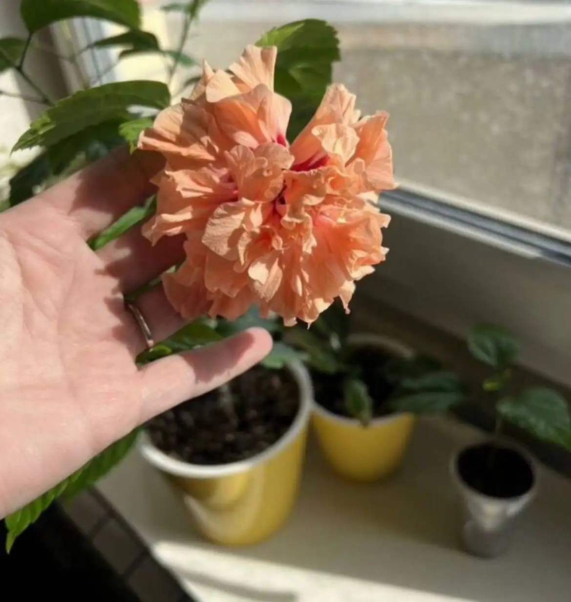 Гибискусы махровые лососевые черенки - Растения (Хобби и отдых) в Томилино