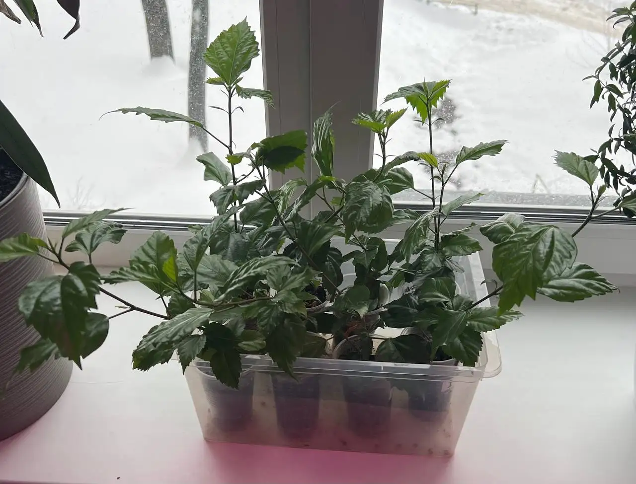 Гибискусы махровые лососевые черенки - Растения (Хобби и отдых) в Томилино