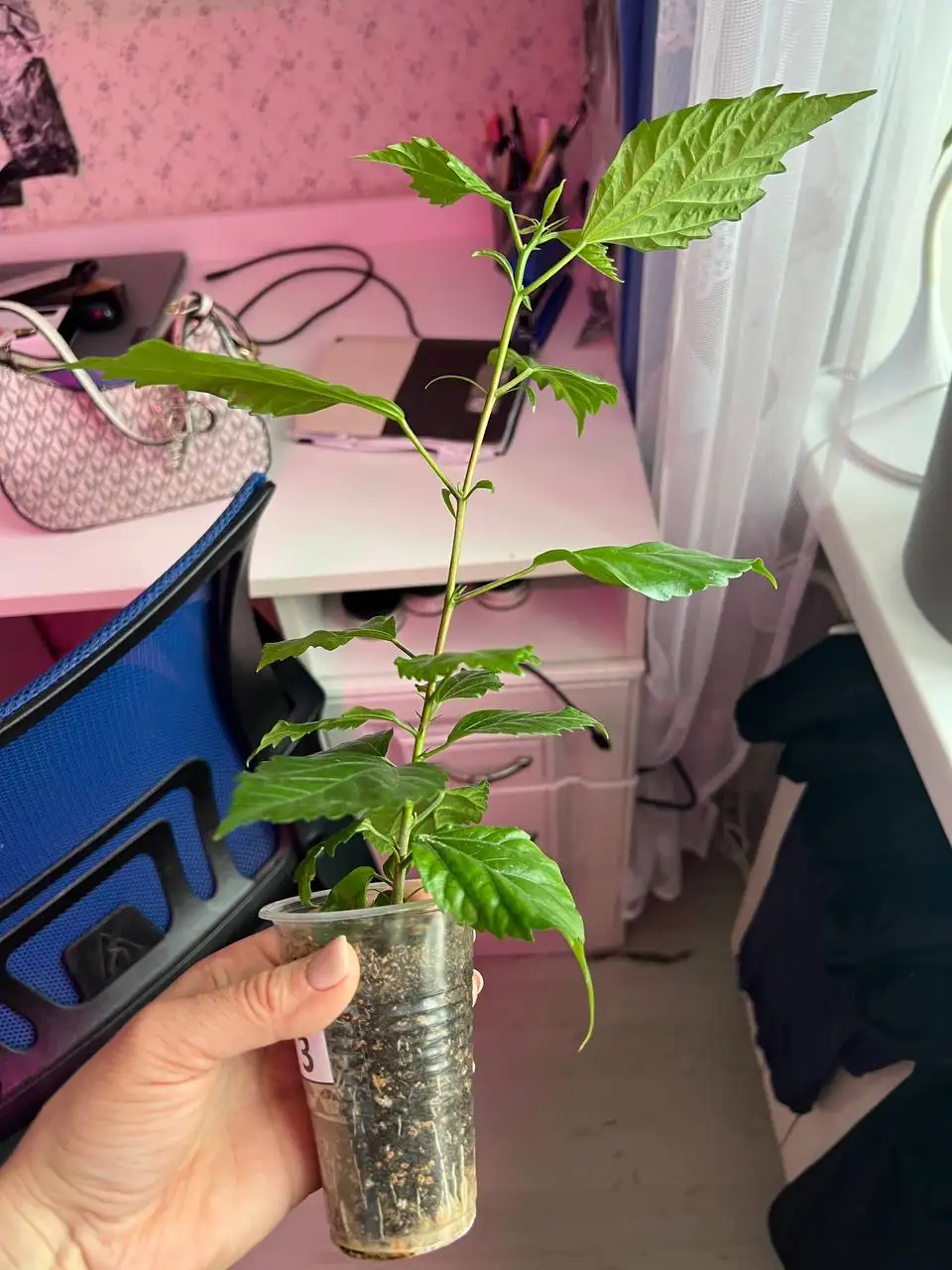 Гибискусы махровые лососевые черенки - Растения (Хобби и отдых) в Томилино