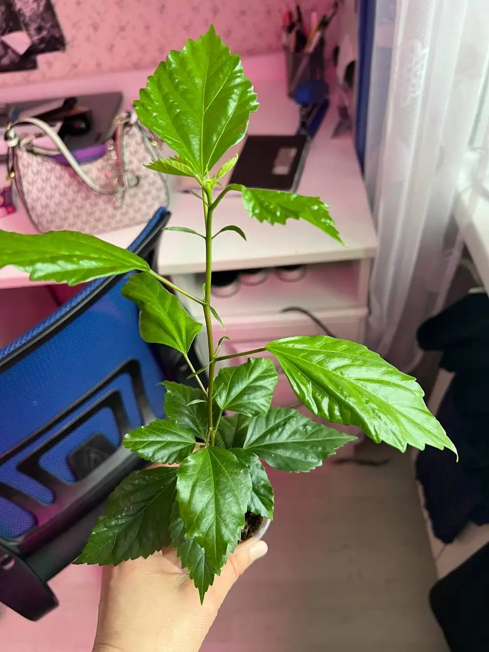 Гибискусы махровые лососевые черенки - Растения (Хобби и отдых) в Томилино