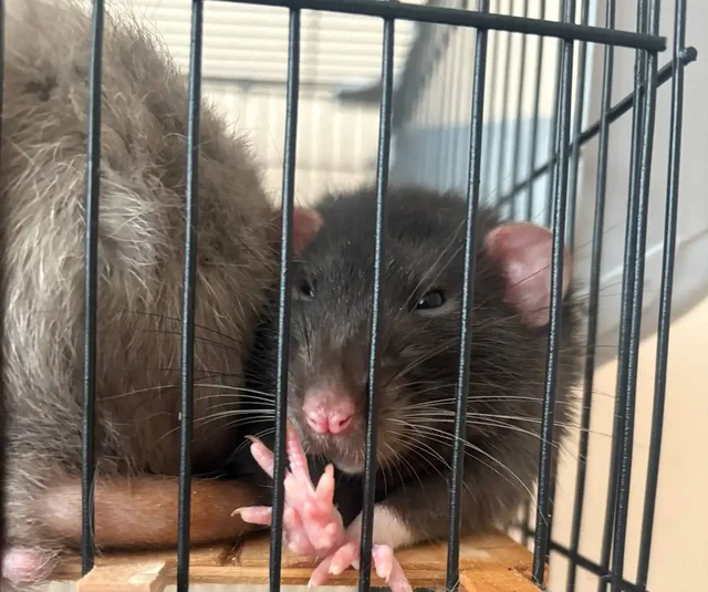 Отдам двух ручных крыс с клеткой - Грызуны в Котельники