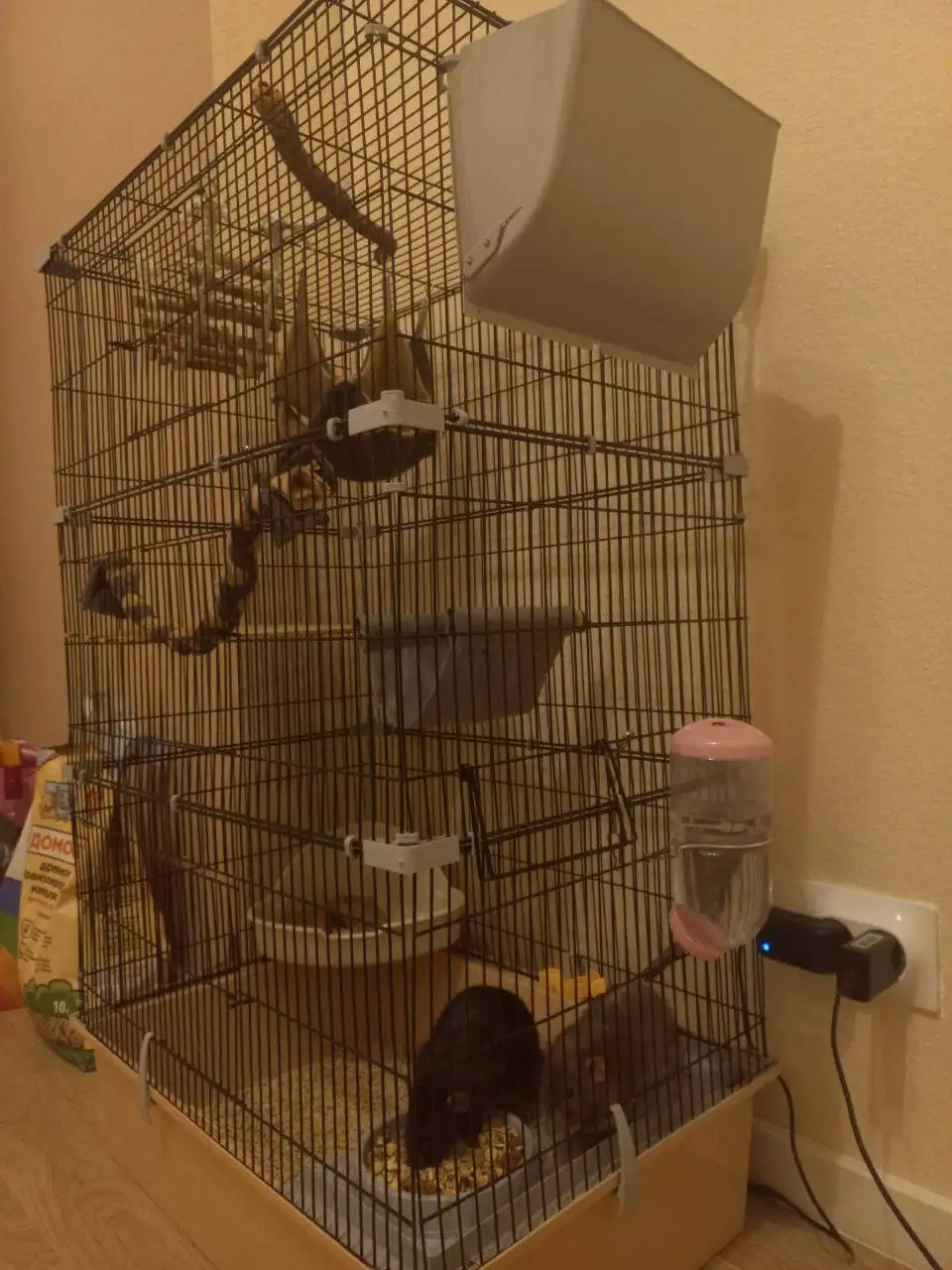 Отдам двух ручных крыс с клеткой - Грызуны (Животные) в Котельники