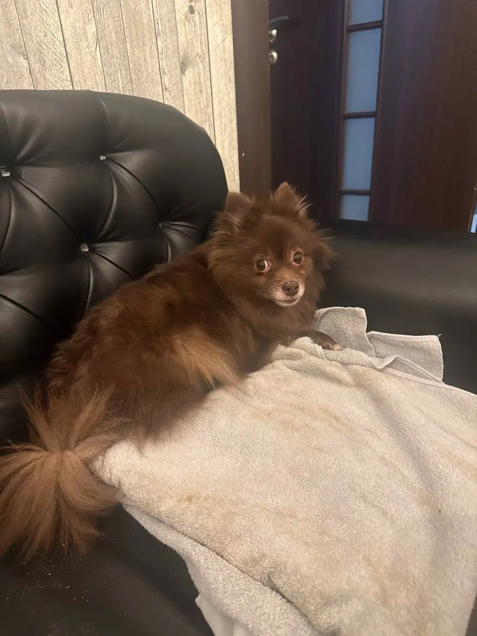 Найдена собака в Люберцах - Находка/потеря (Животные) в Люберцы