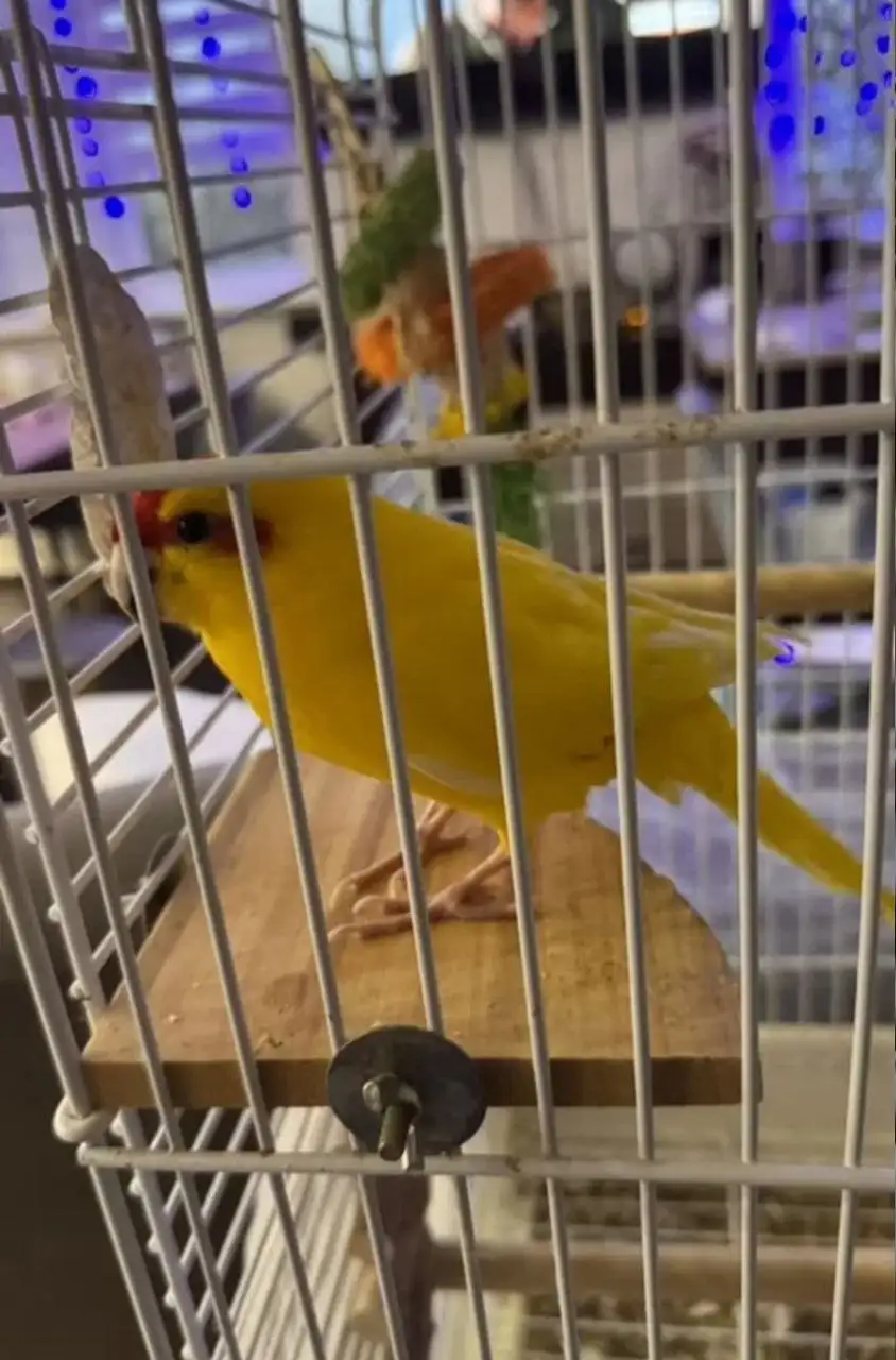 Попугай Гоша породы какарик в добрые руки - Птицы (Животные) в Люберцы