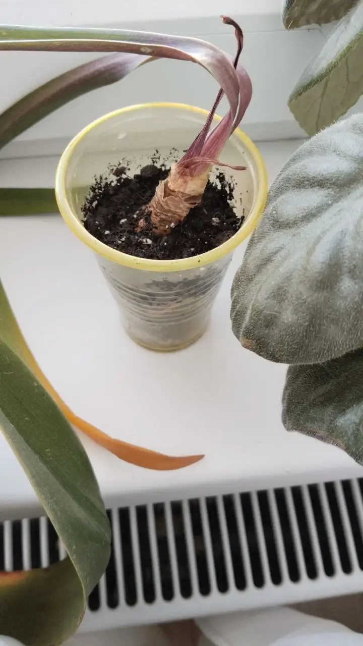 Отдам гипеаструм - Растения (Хобби и отдых) в Люберцы