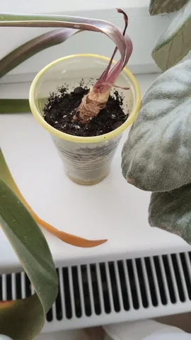 Отдам гипеаструм - Коллекционирование в Люберцы