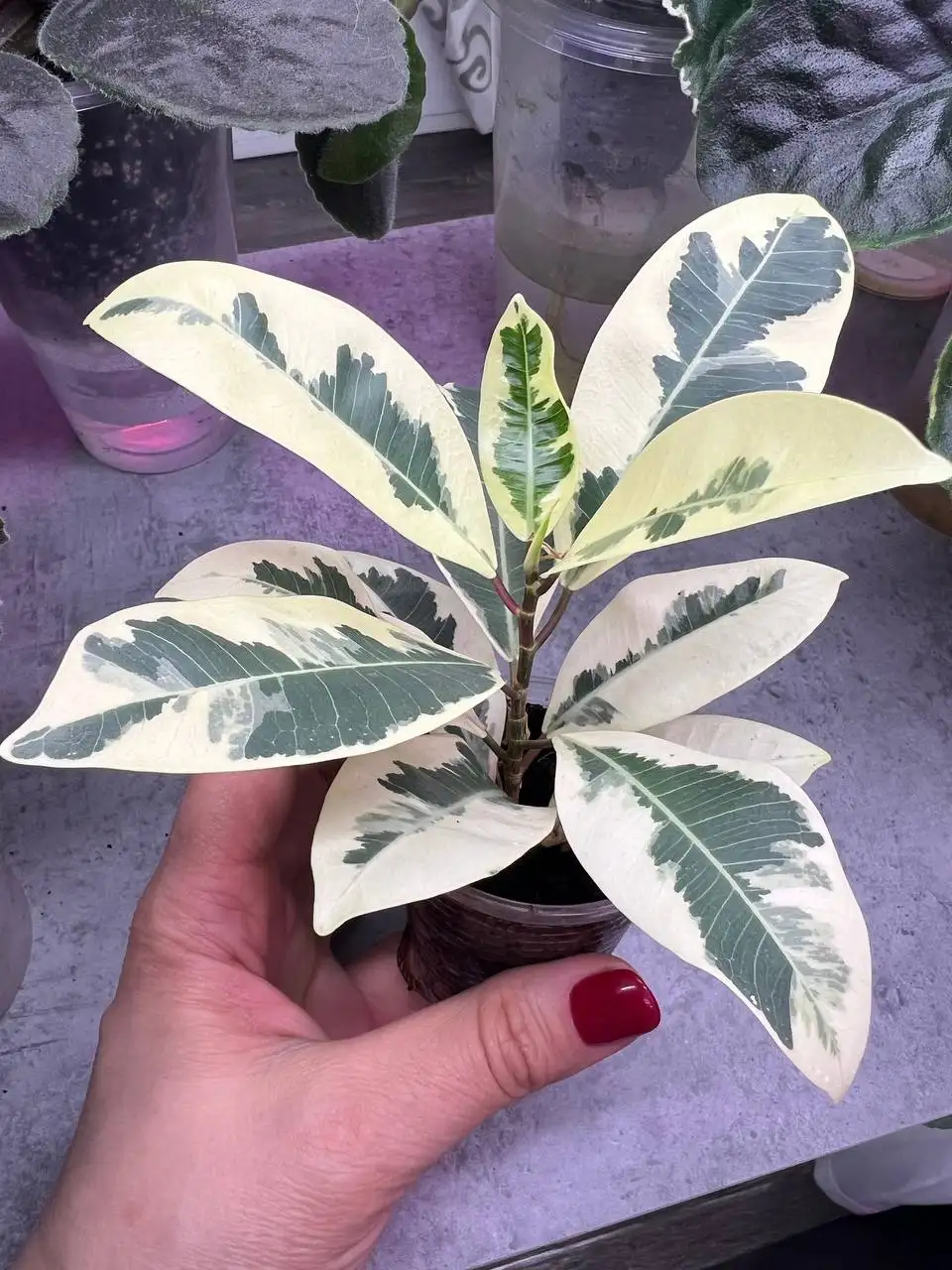 Продажа укорененных фикусов Альбамаргината и Джулия - Растения (Хобби и отдых) в Люберцы