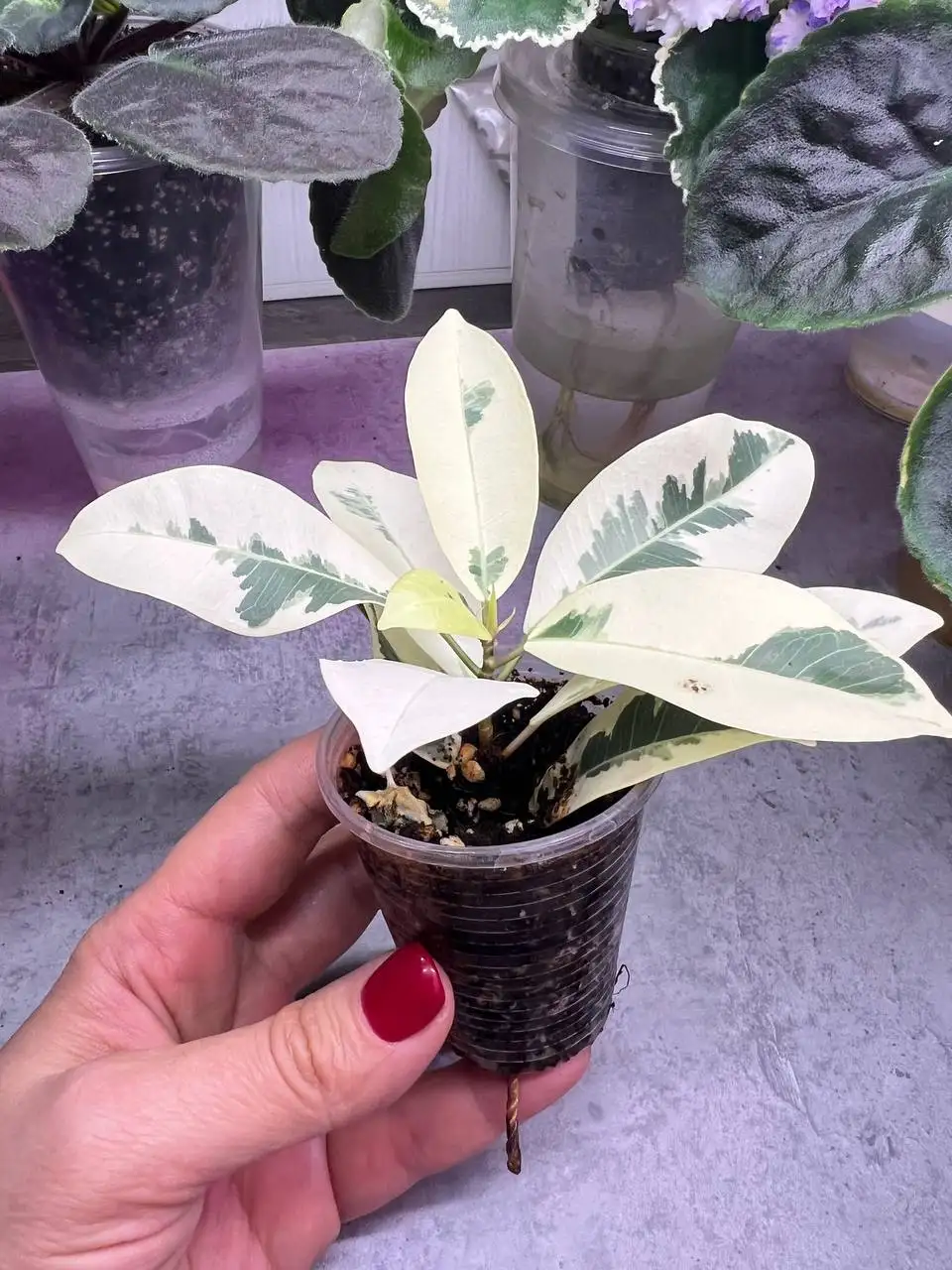 Продажа укорененных фикусов Альбамаргината и Джулия - Растения (Хобби и отдых) в Люберцы