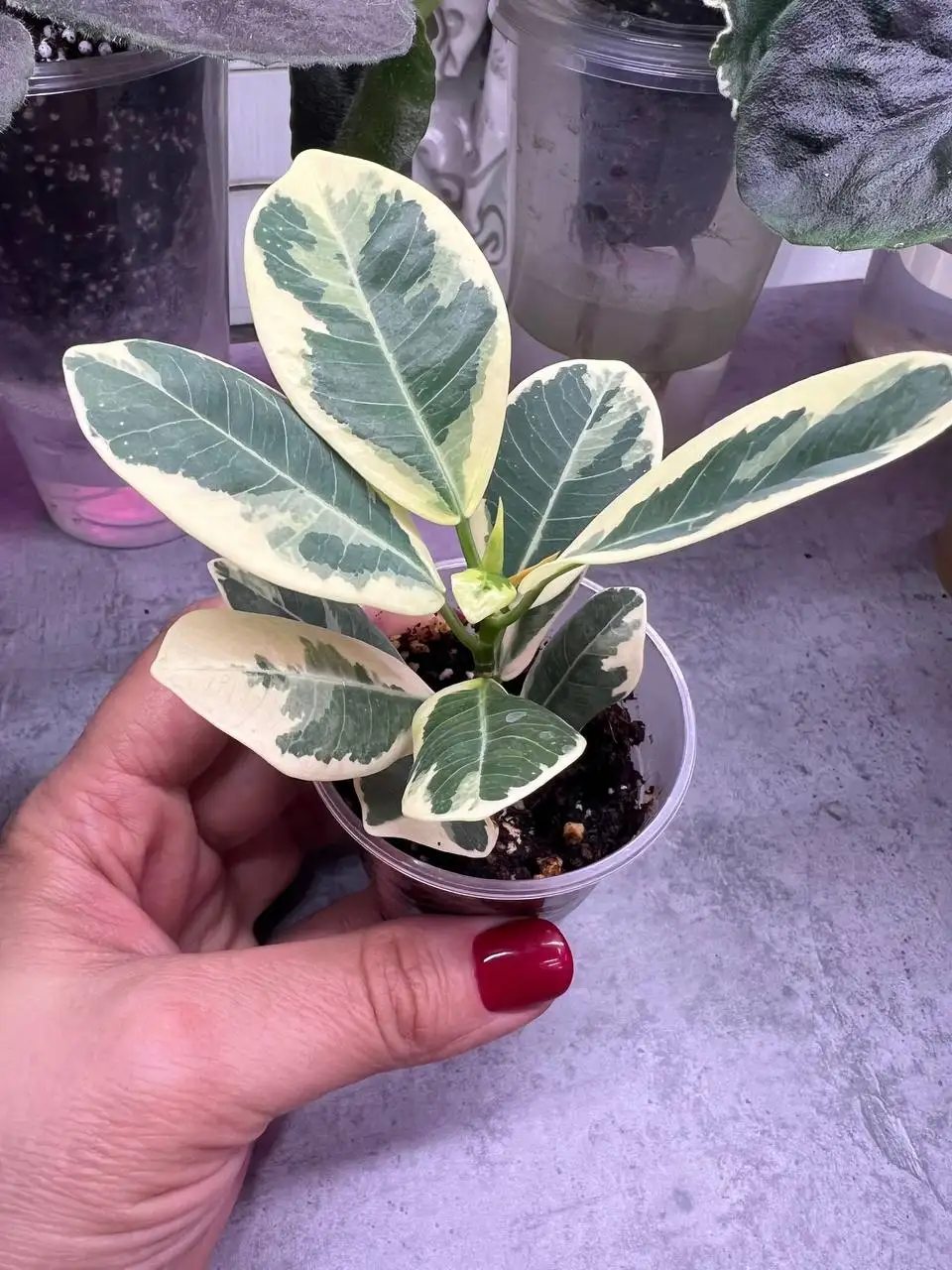 Продажа укорененных фикусов Альбамаргината и Джулия - Растения (Хобби и отдых) в Люберцы