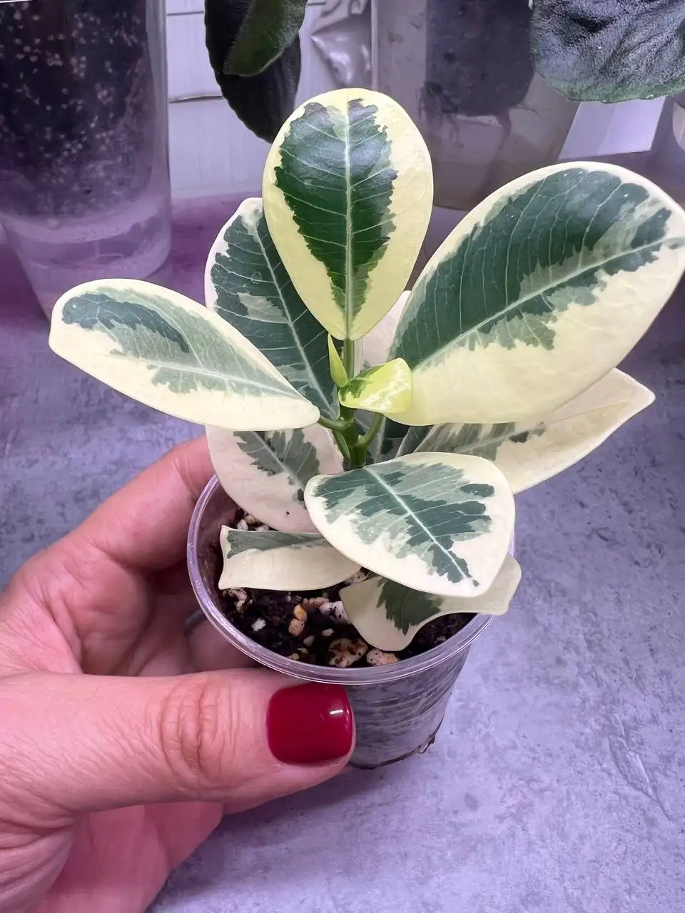 Продажа укорененных фикусов Альбамаргината и Джулия - Растения (Хобби и отдых) в Люберцы