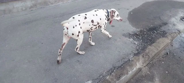 Найден домашний питомец в Томилино - Животные в Томилино