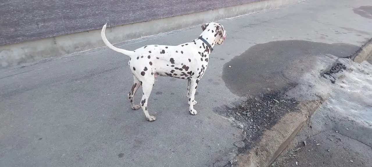 Найден домашний питомец в Томилино - Потерянные/найденные животные (Животные) в Томилино