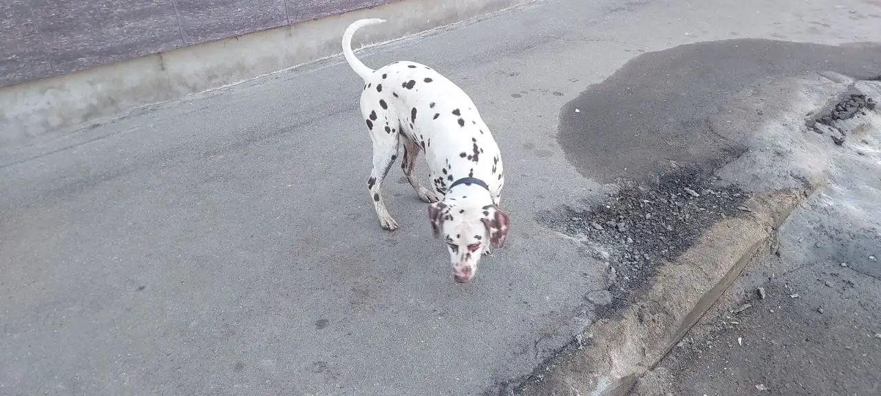 Найден домашний питомец в Томилино - Потерянные/найденные животные (Животные) в Томилино