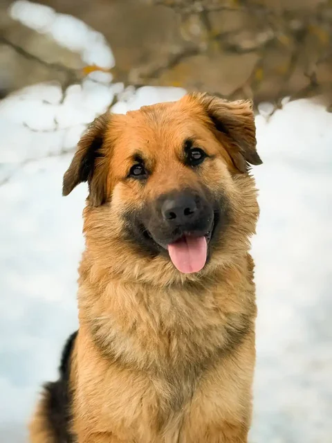 Йола ищет дом - Животные в Люберцы