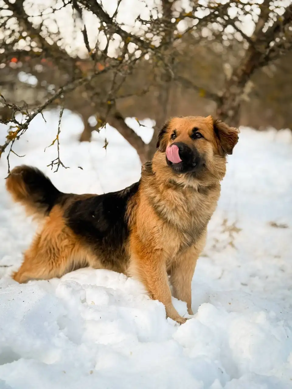 Йола ищет дом - Собаки (Животные) в Люберцы