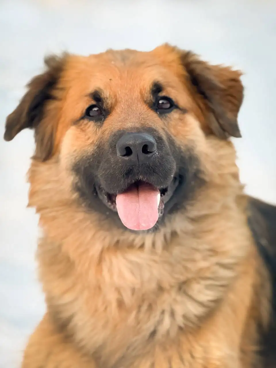 Йола ищет дом - Собаки (Животные) в Люберцы