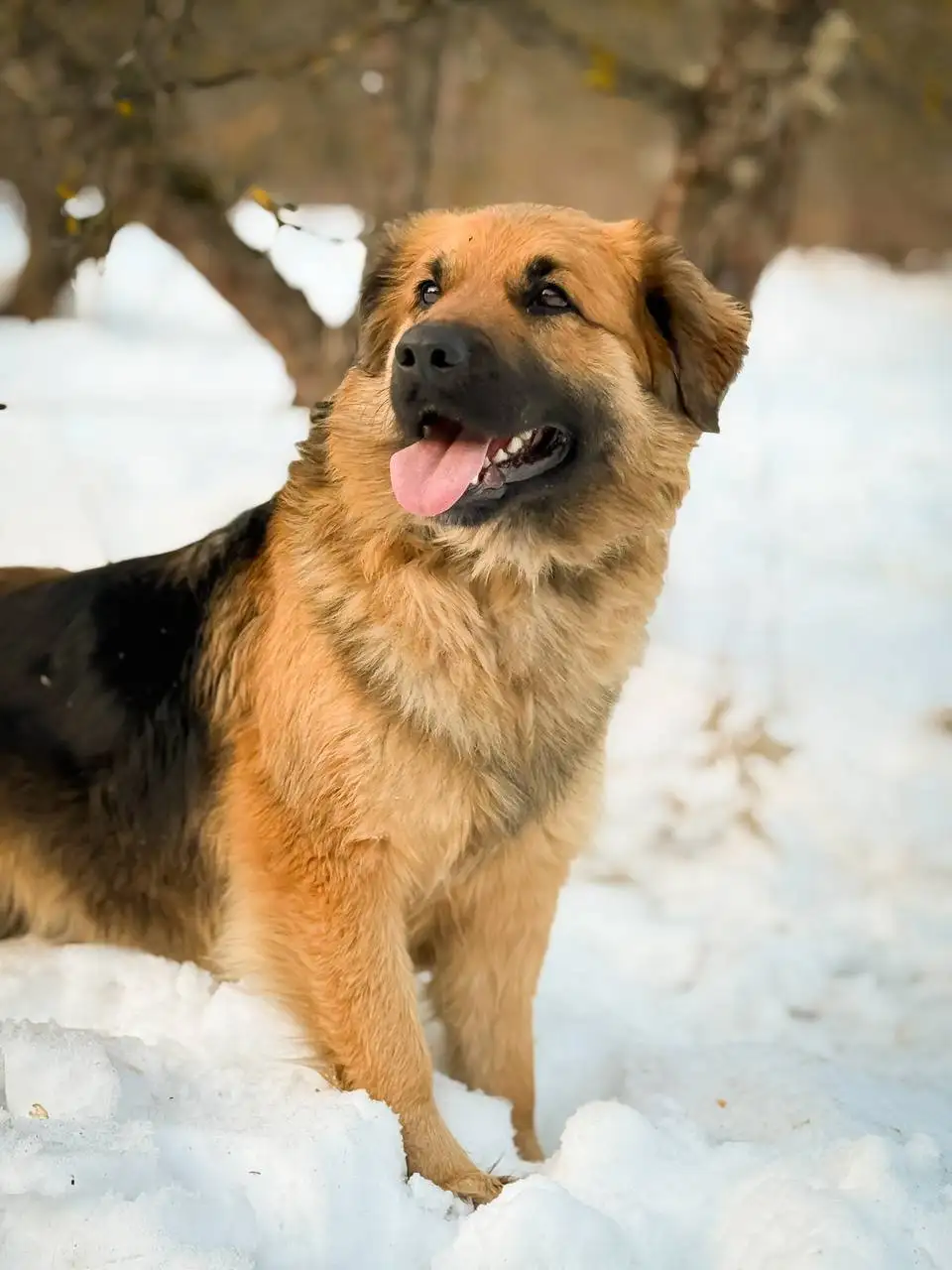 Йола ищет дом - Собаки (Животные) в Люберцы