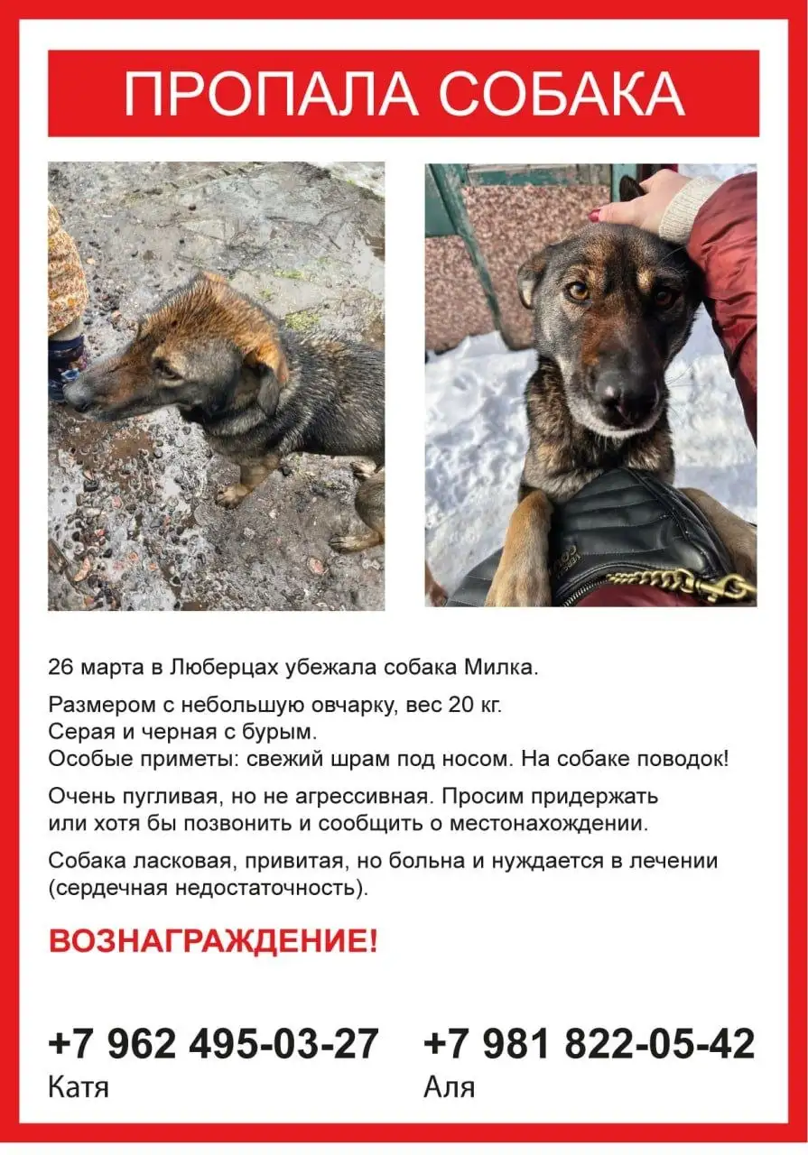 Потеряшка в Люберцах/Котельниках - Животные в Люберцы