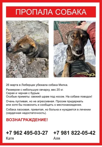 Потеряшка в Люберцах/Котельниках - частное объявление в Люберцы