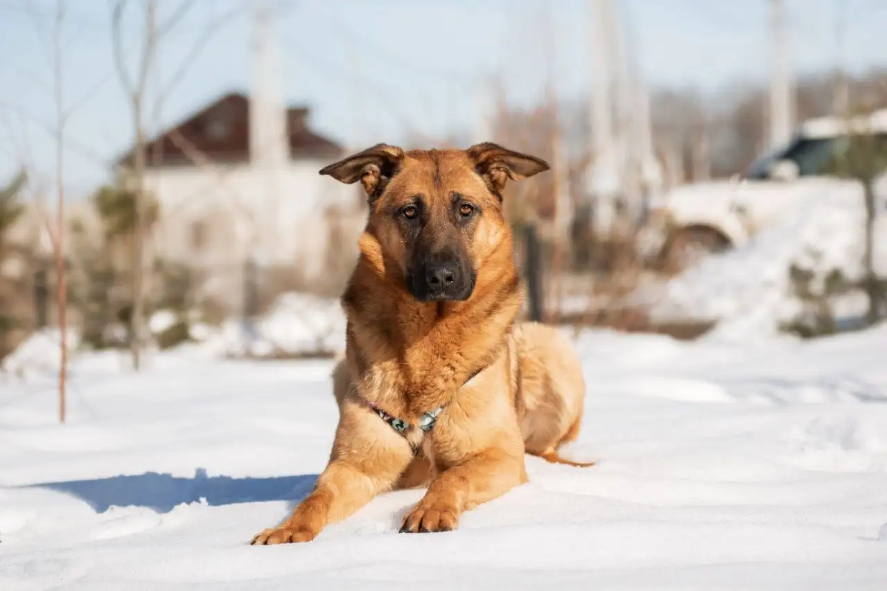 Ищет дом метис овчарки по кличке Алан - Собаки (Животные) в Люберцы