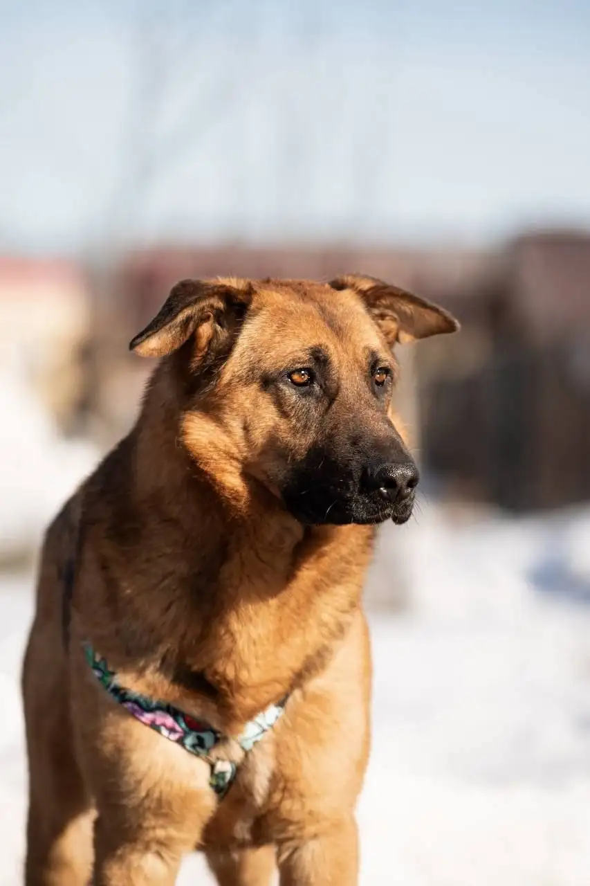Ищет дом метис овчарки по кличке Алан - Собаки (Животные) в Люберцы