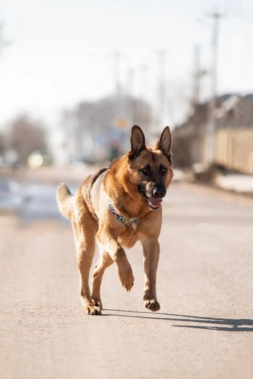 Ищет дом метис овчарки по кличке Алан - Собаки (Животные) в Люберцы