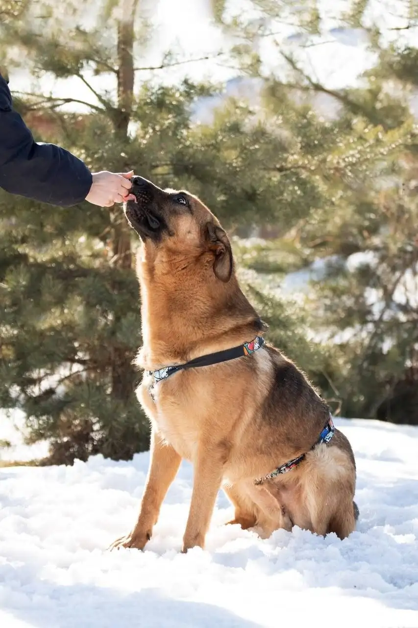 Ищет дом метис овчарки по кличке Алан - Собаки (Животные) в Люберцы