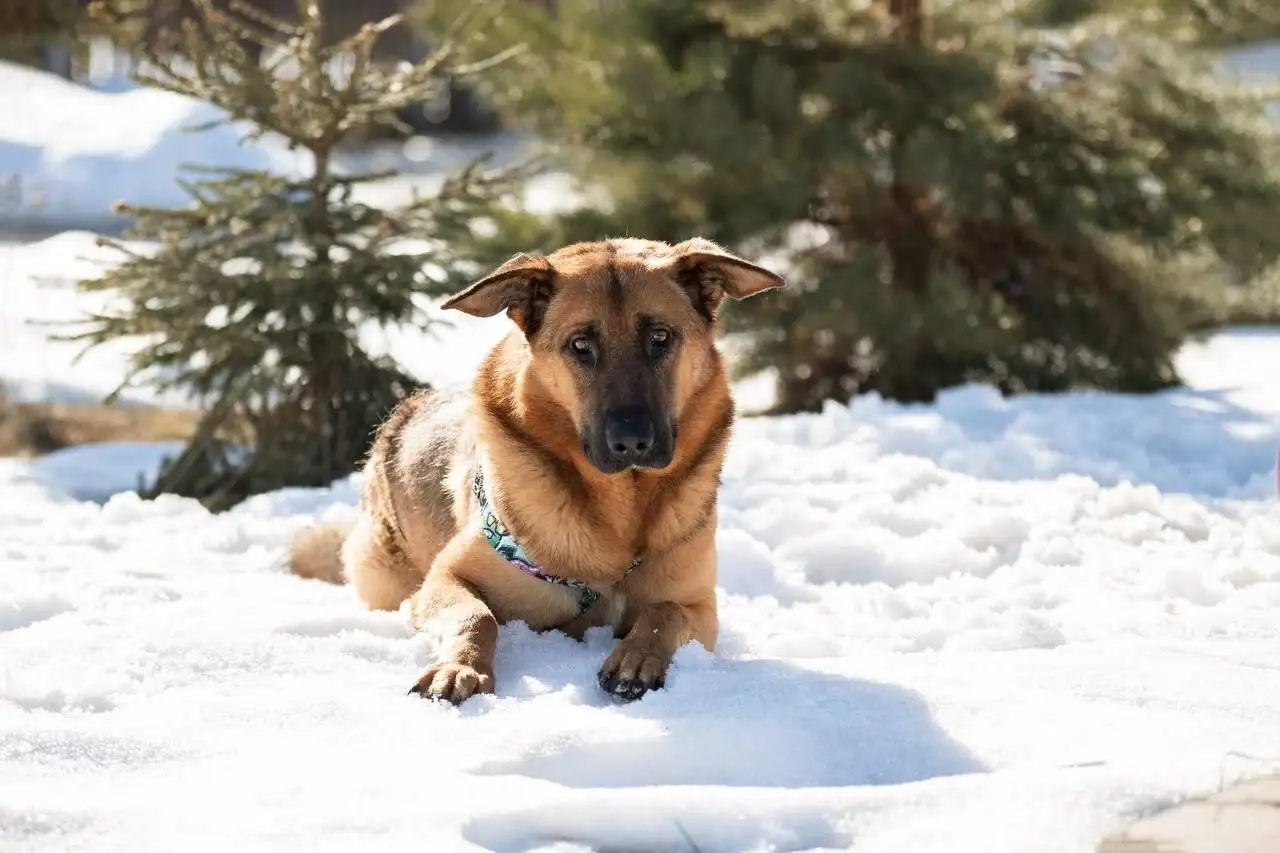 Ищет дом метис овчарки по кличке Алан - Собаки (Животные) в Люберцы