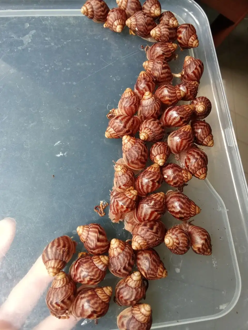 Африканская улитка Ахатина - Экзотические животные (Животные) в Котельники