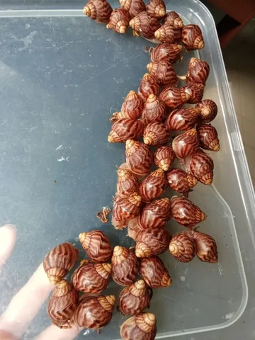 Африканская улитка Ахатина - Экзотические животные в Котельники