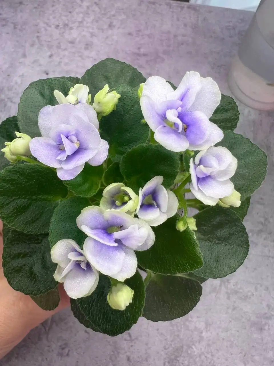 Продажа молодых цветущих фиалок мини - Растения (Хобби и отдых) в Люберцы
