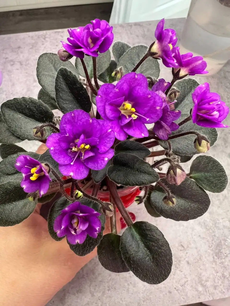 Продажа молодых цветущих фиалок мини - Растения (Хобби и отдых) в Люберцы