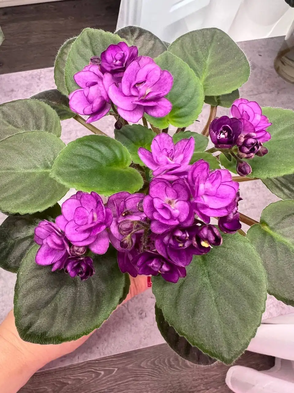 Продажа молодых цветущих фиалок мини - Растения (Хобби и отдых) в Люберцы