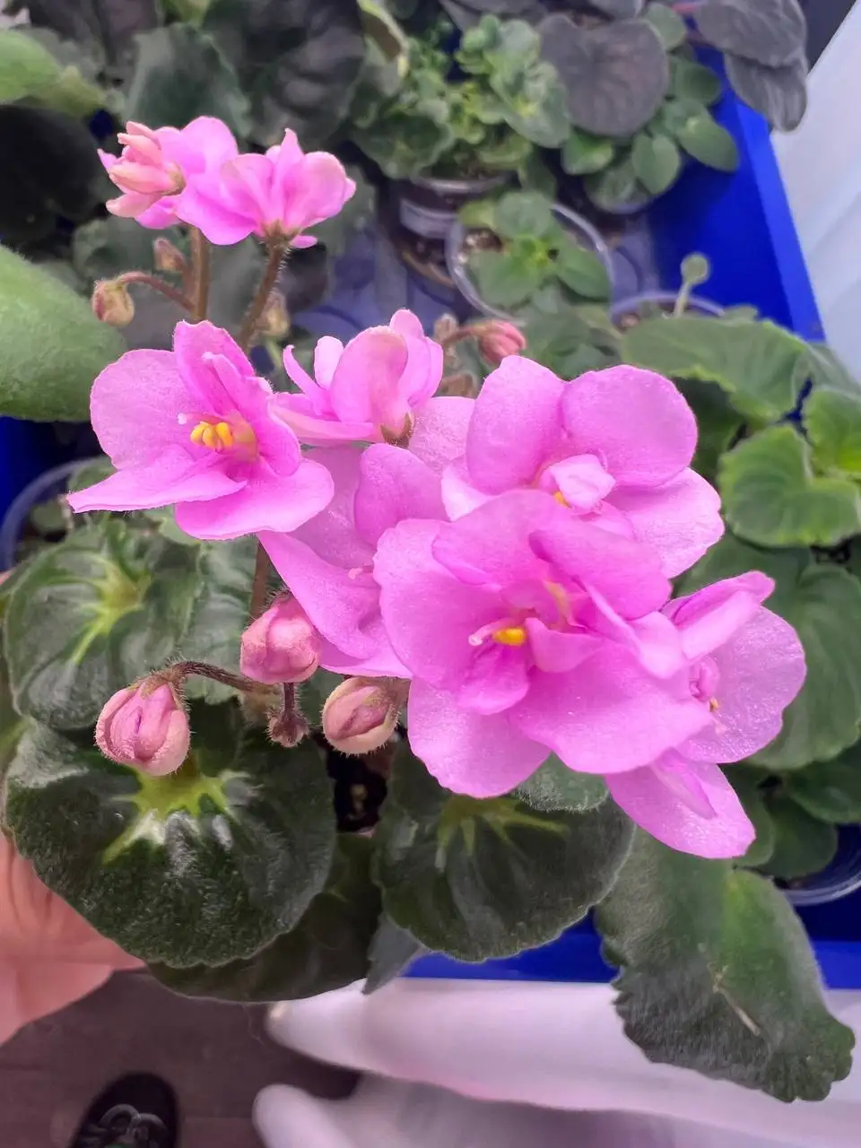 Продажа молодых цветущих фиалок мини - Растения (Хобби и отдых) в Люберцы