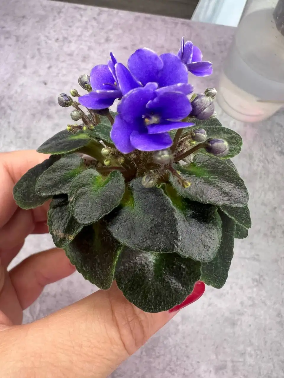 Продажа молодых цветущих фиалок мини - Растения (Хобби и отдых) в Люберцы