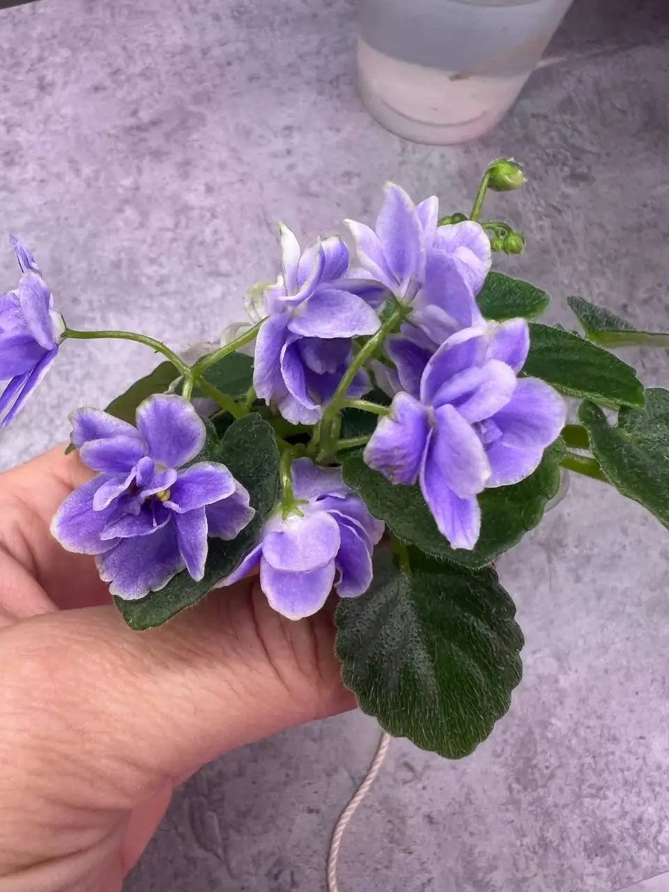 Продажа молодых цветущих фиалок мини - Растения (Хобби и отдых) в Люберцы