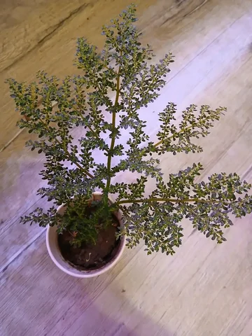 Объявление в Люберцах и Котельниках - Дом и сад в Люберцы