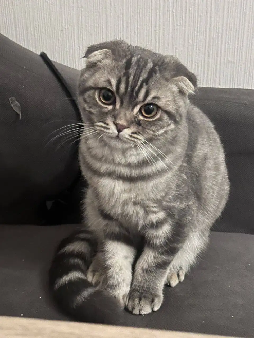 Продажа британского вислоухого котенка 5 месяцев - Кошки (Животные) в Люберцы