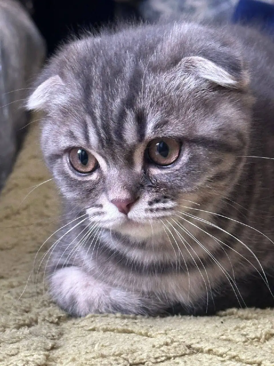 Продажа британского вислоухого котенка 5 месяцев - Кошки (Животные) в Люберцы