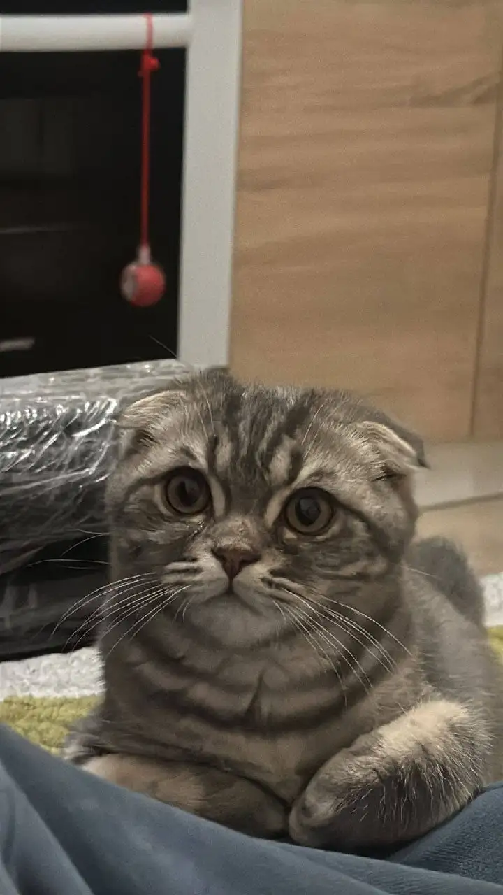 Продажа британского вислоухого котенка 5 месяцев - Кошки (Животные) в Люберцы