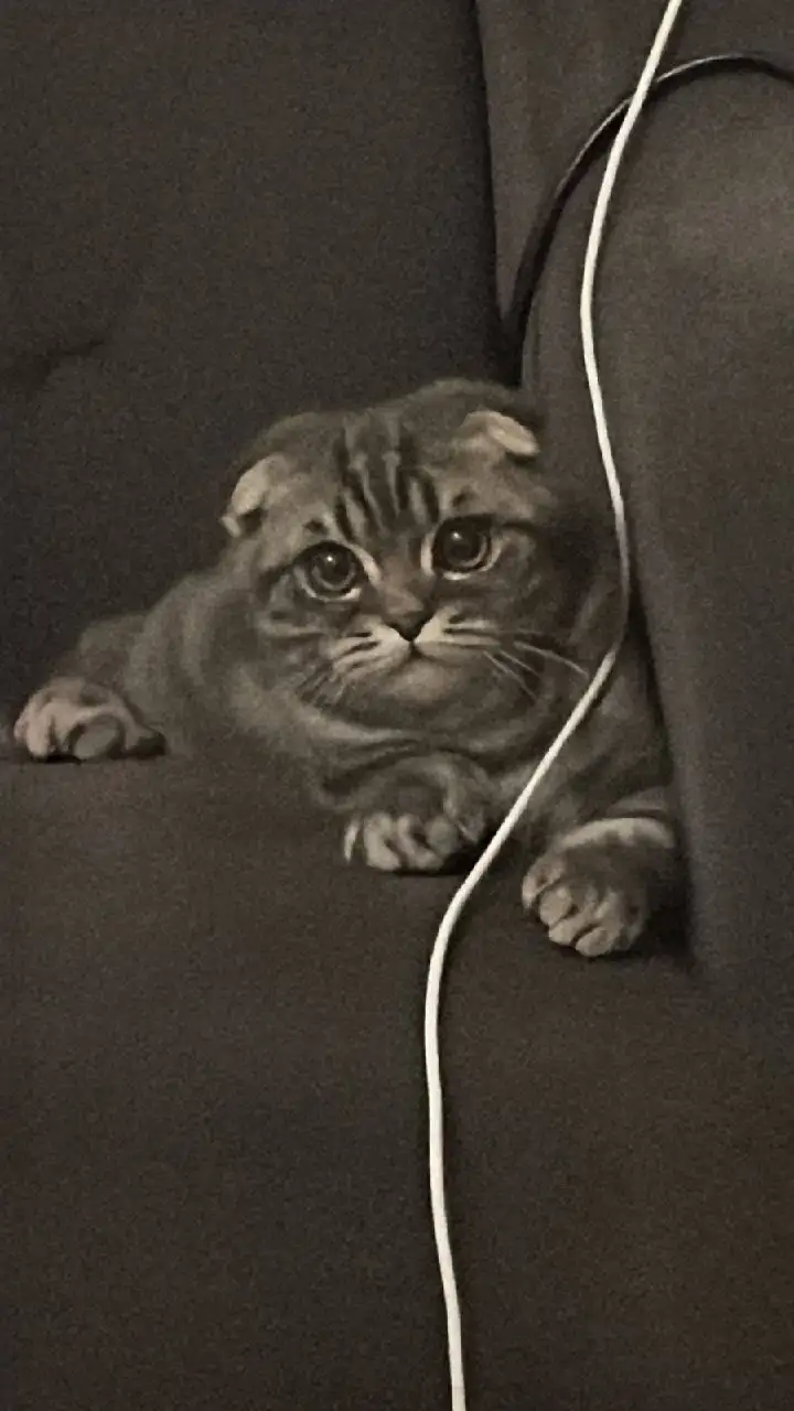 Продажа британского вислоухого котенка 5 месяцев - Кошки (Животные) в Люберцы