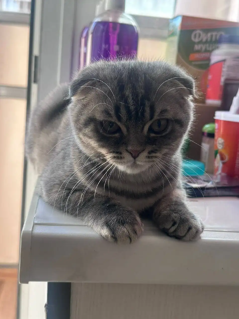 Продажа британского вислоухого котенка 5 месяцев - Кошки (Животные) в Люберцы