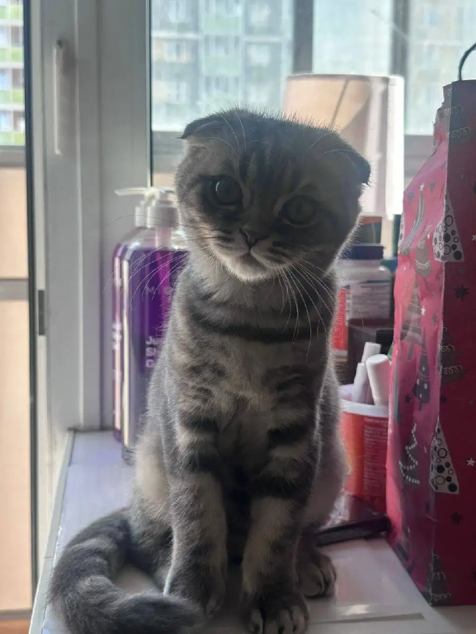 Продажа вислоухого британца - Кошки (Животные) в Люберцы