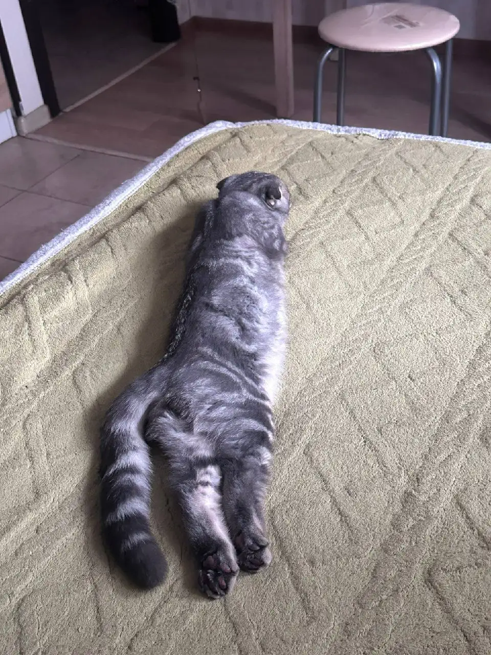 Продажа вислоухого британца - Кошки (Животные) в Люберцы