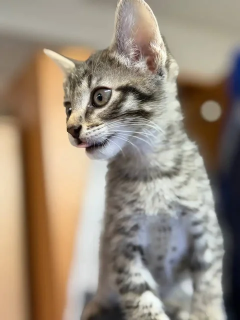 Котенок ищет дом - Собаки в Люберцы