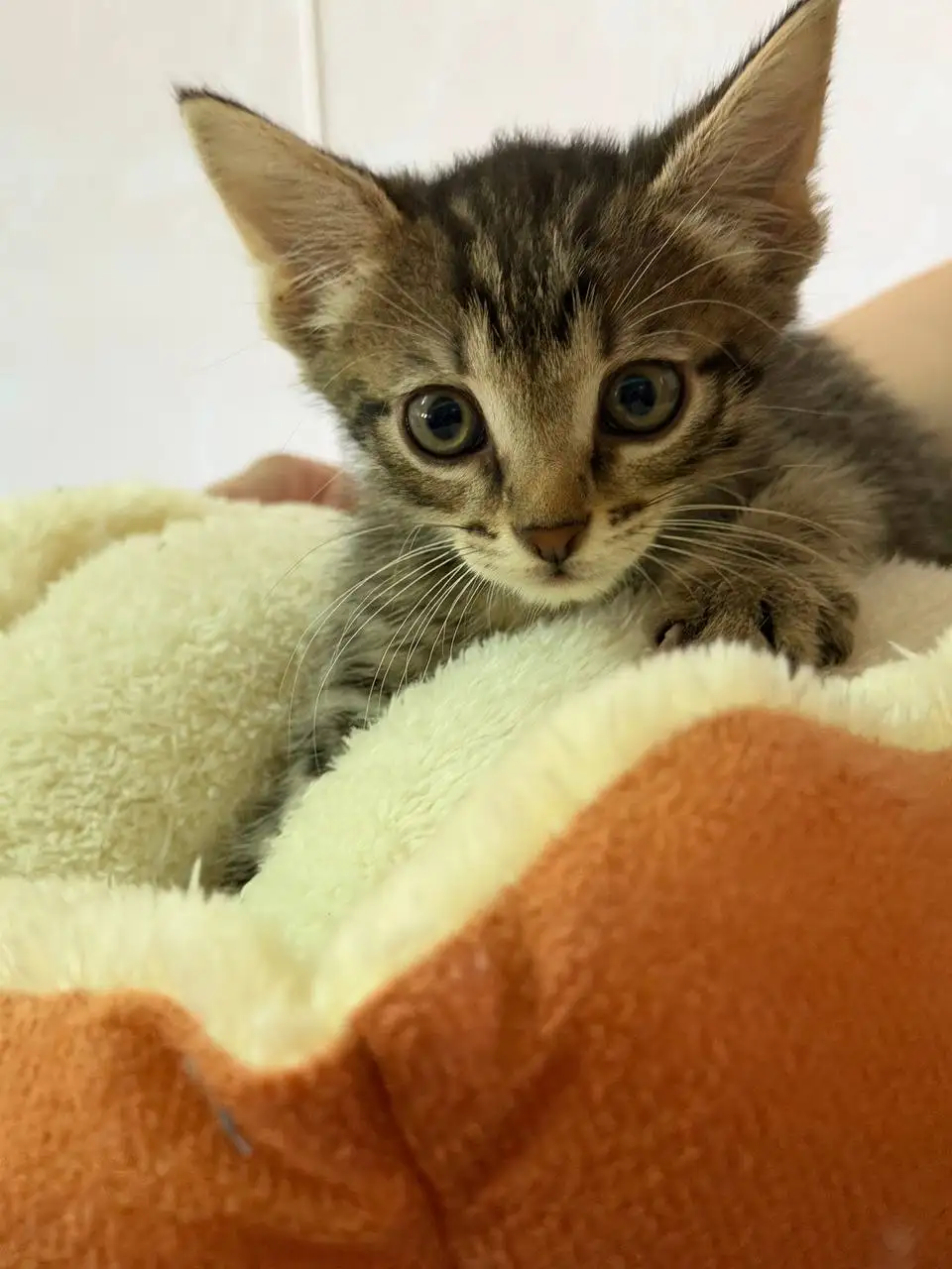 Котенок ищет дом - Кошки (Животные) в Люберцы