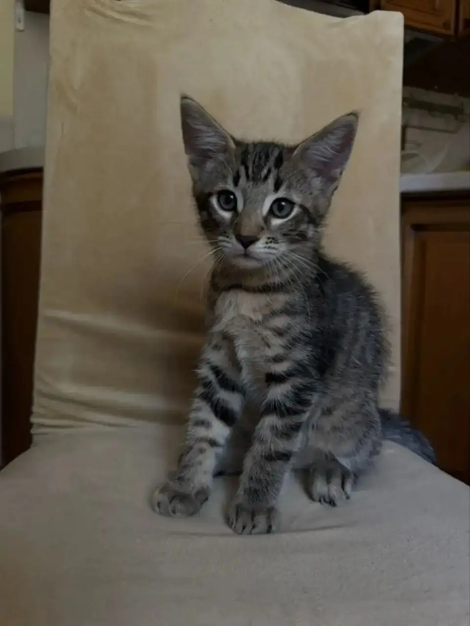 Продаются котята породы Као-Мани (нестандартный окрас) - Кошки (Животные) в Люберцы
