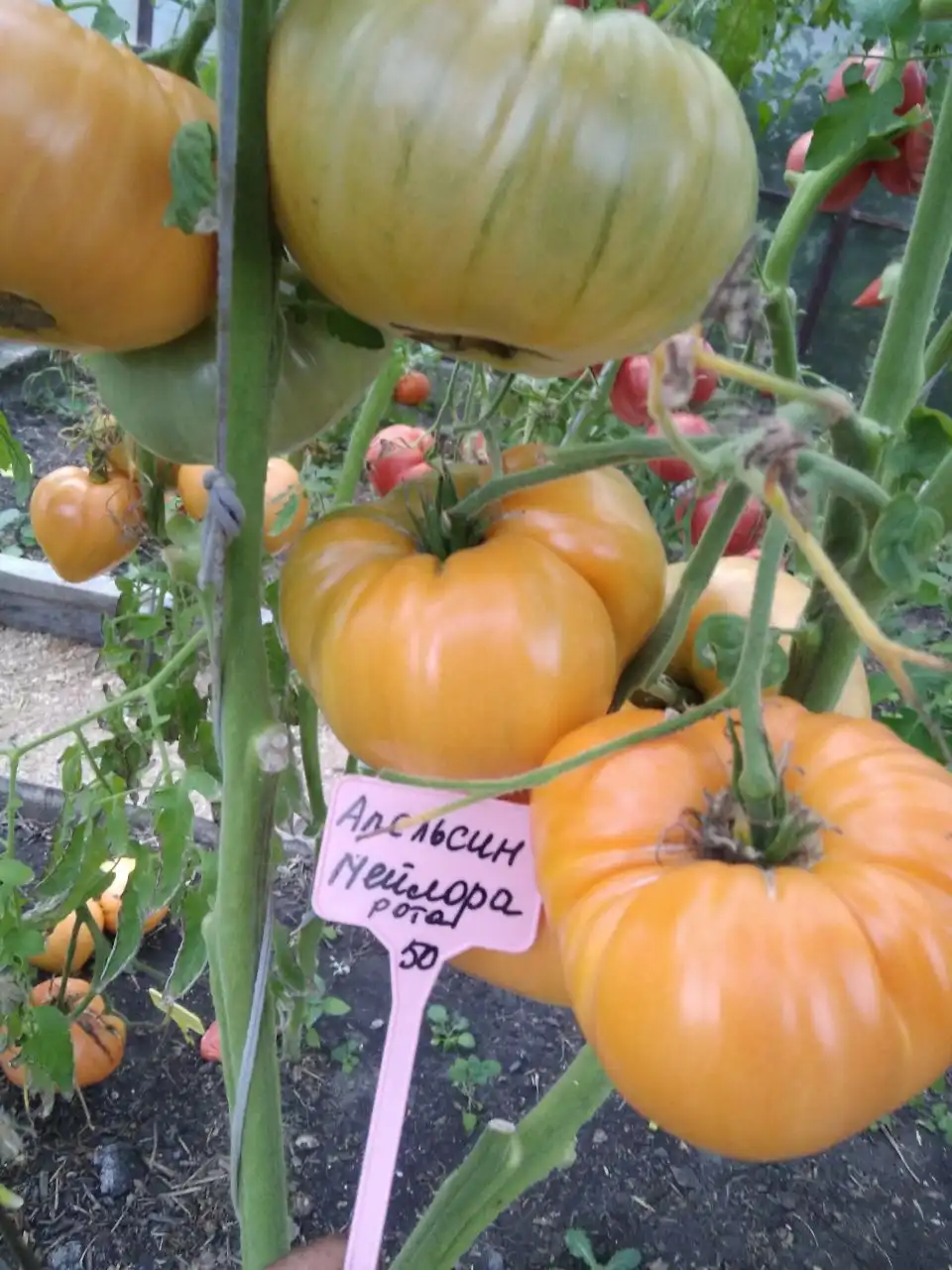 Семена томатов и саженцы от семейного питомника