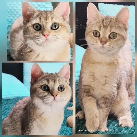 Продажа шотландских котят золотого окраса - Птицы в Москва